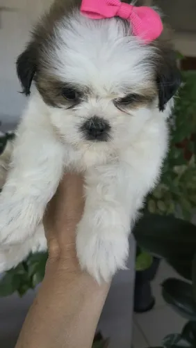 Vendo uma linda filhotinha de Shitzu fêmea 