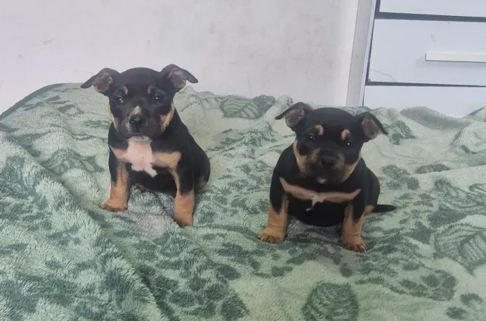 American bully pocket promoção 
