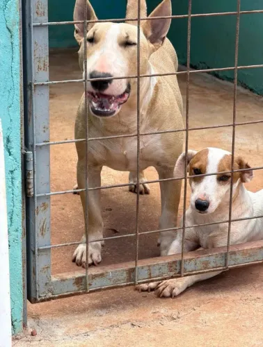 Bull Terrier 