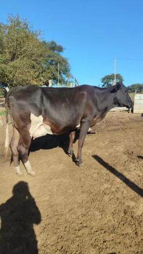 Vaca