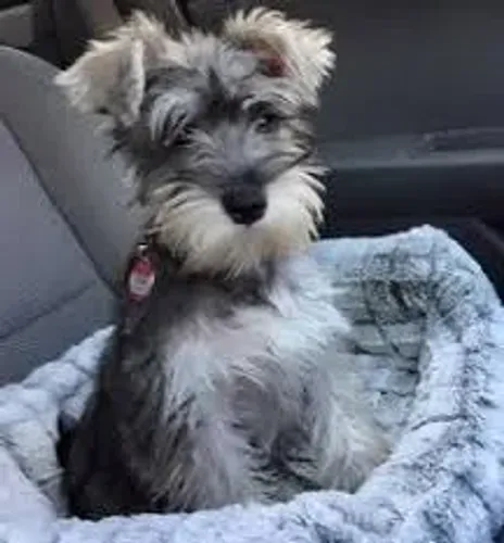 Schnauzer "Sempre atento ao que importa."
