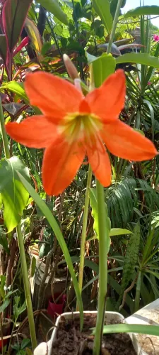 Vendo plantas diversas.