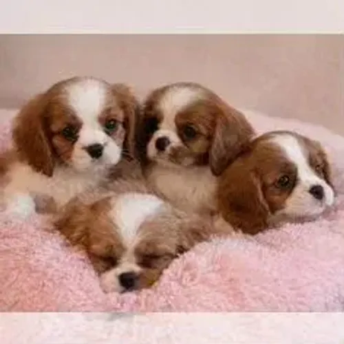 Cavalier King Charles Spaniel,Cavalier King Charles Spaniel Filhote Linda Linhagem Disponí