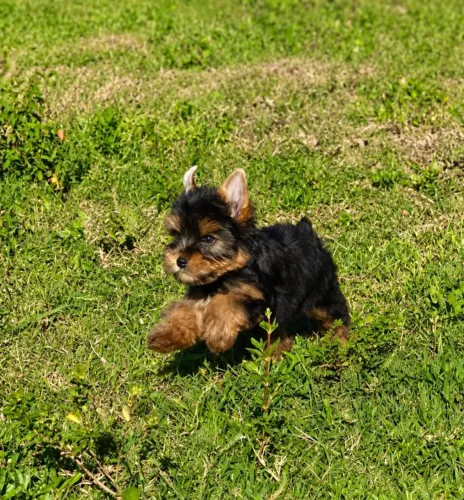 Filhotes de Yorkshire Terrier