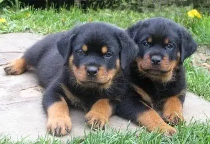 Rottweiler Filhotes Super Robustos.