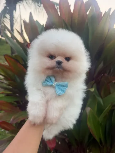 LULU DA POMERÂNIA - UM LINDO URSINHO PARA SUA FAMÍLIA!!!