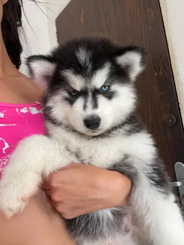 Vendo filhote de husky siberiano