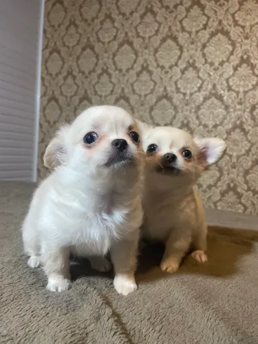 FILHOTES SHIHUAHUA