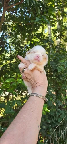 Shih-tzu Albino Macho 