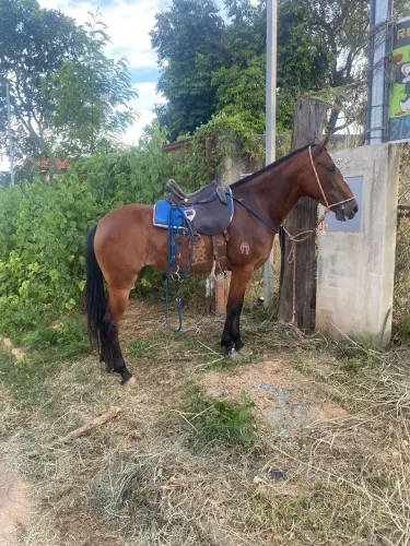 Égua mangalarga registrada 