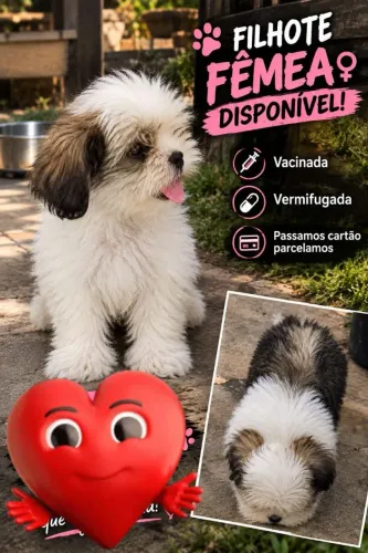 Vendo filhote de shihtzu mini