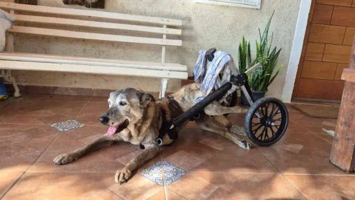 Cadeira de Rodas de Cachorro