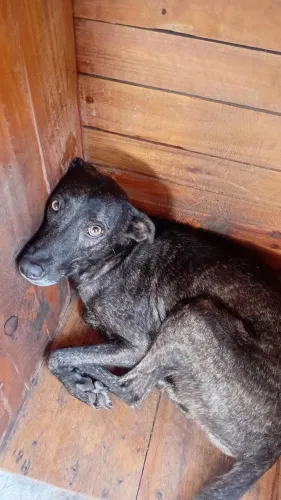 Doação de animais