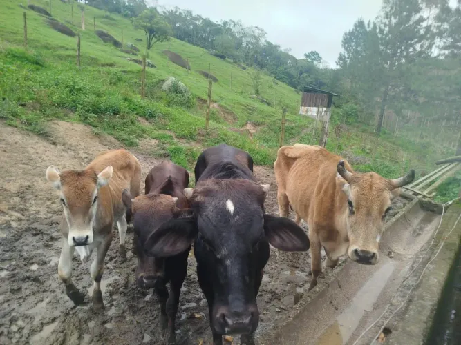 Venda vacas e touro
