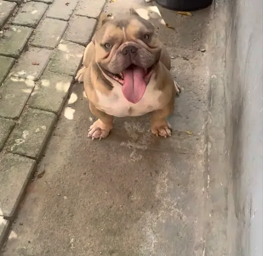 American bully micro