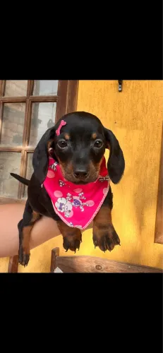 Dachshund filhotes puros pedigree opcional 