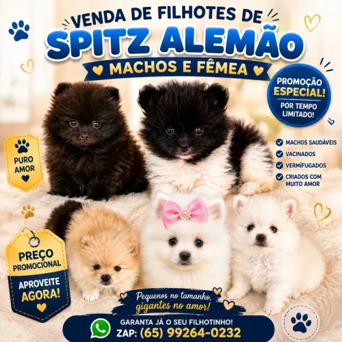 Filhotes de spitz alemao machos e femea