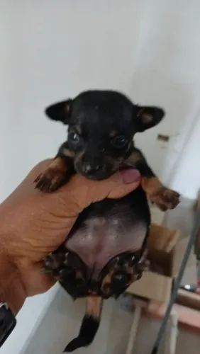 Pinscher 0