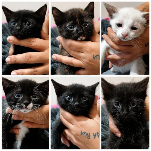 Doação de gato