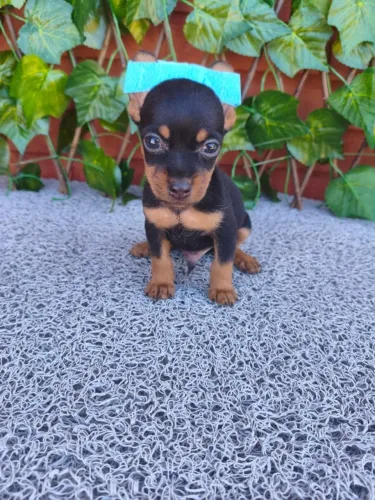 Filhotinho Pinscher muito fofo e saudável