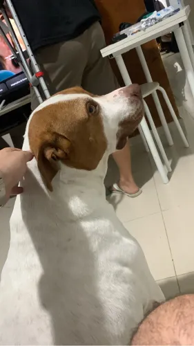 Cachorro