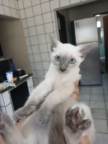 Doação de gatos