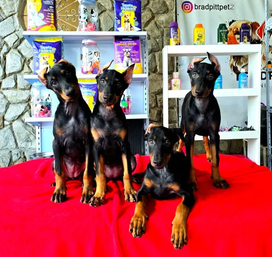 Filhotes FÊMEAS de Dobermans ALTO PADRÃO