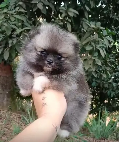 Zpits alemão anão macho 