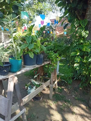 Plantas ornamental 