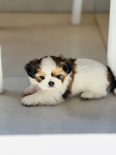 Filhotes de shih Tzu