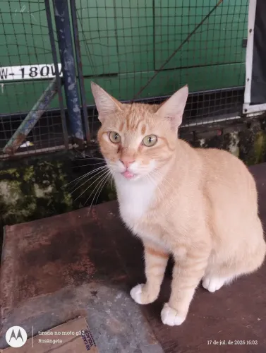 Macho laranja, castrado, 1 ano