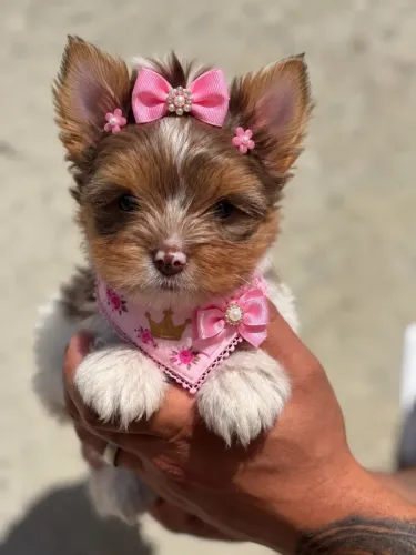 Princesinha filhote de Yorkshire femea merle olho azul