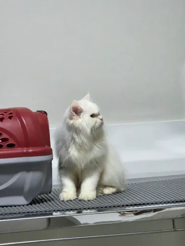 Filhote de Gato Persa