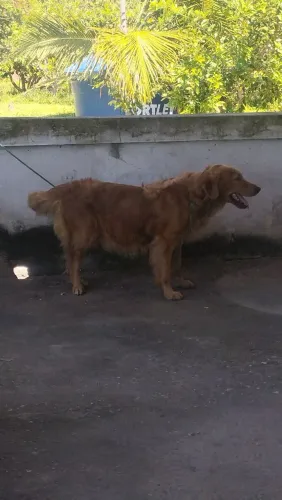Vendo essa linda cadela