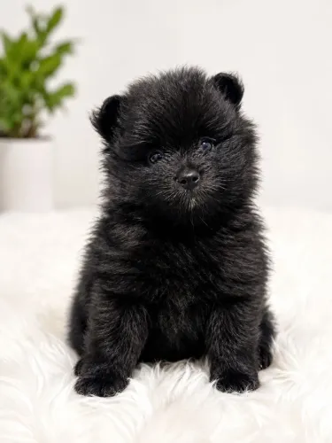 Lulu da pomerania anão macho