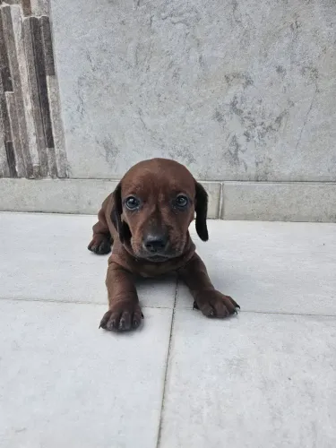 Dachshund machos
