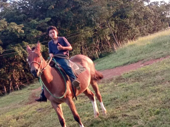 Burro bom de cela e manso