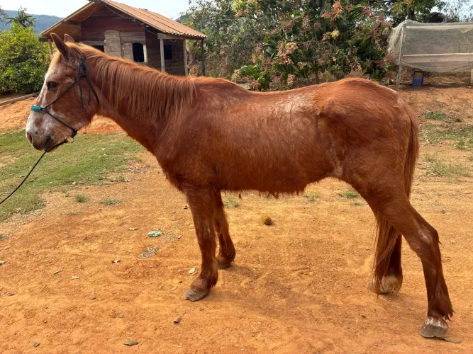 Cavalo