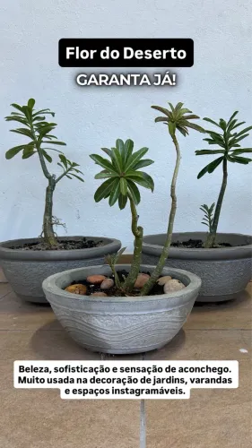 Flor do deserto com vaso 