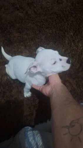 Pitbull 