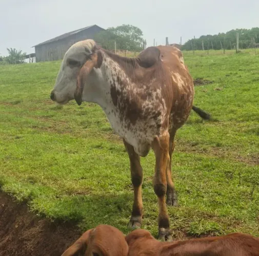 Terneiro Gir padrão
