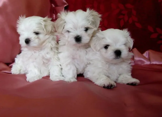 Maltês macho com pedigree
