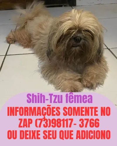 Cachorra adukta shitzu e filhotes ( ler anuncio)