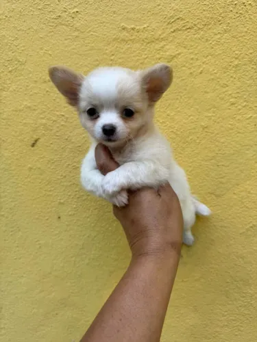 Chihuahua, 47 dias lindo
