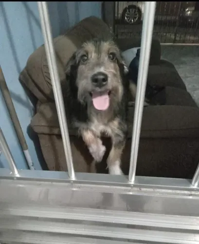 Doação de cachorro urgente
