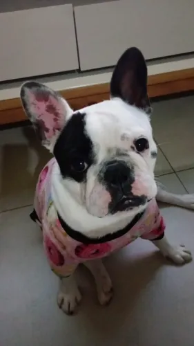 Bulldog francês fêmea