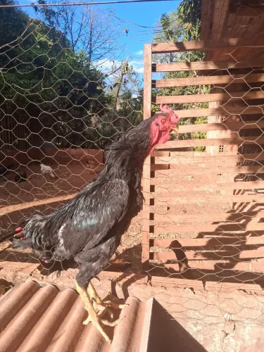 Galo caipira
