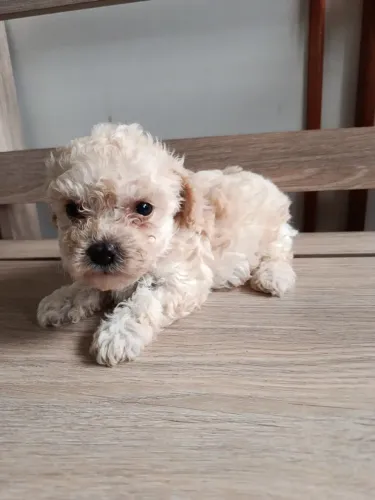 Poodle mini macho