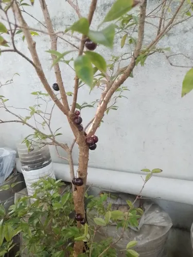Vendo pé de jaboticaba