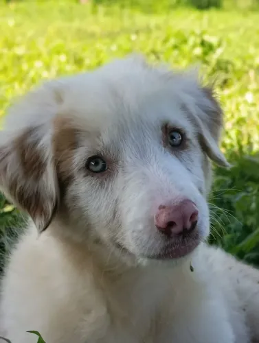 Filhotes de Border Collie cores exóticas 